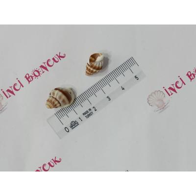 Natural Deniz Kabuğu No: 8